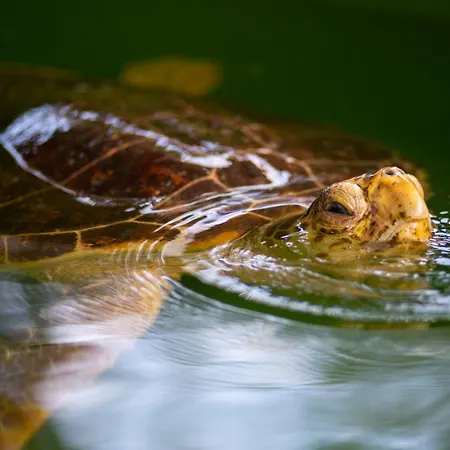 别墅 Capital 达利安