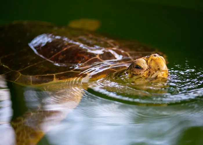 Βίλα Capital Dalyan